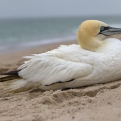 Northern Gannet On a Cape Cod Beach